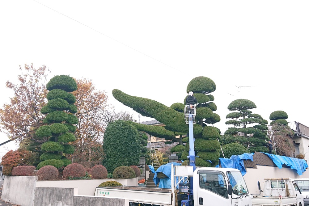 伐採・植木の手入れ